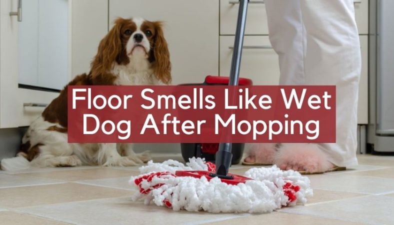 Floor Smells Like Wet Dog After Mopping | Why & How to Remove