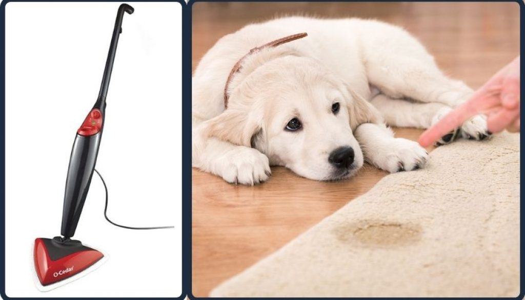 Are Steam Mops Good for Pet Urine | Here is the Solution Are Steam Mops Good For Pet Urine