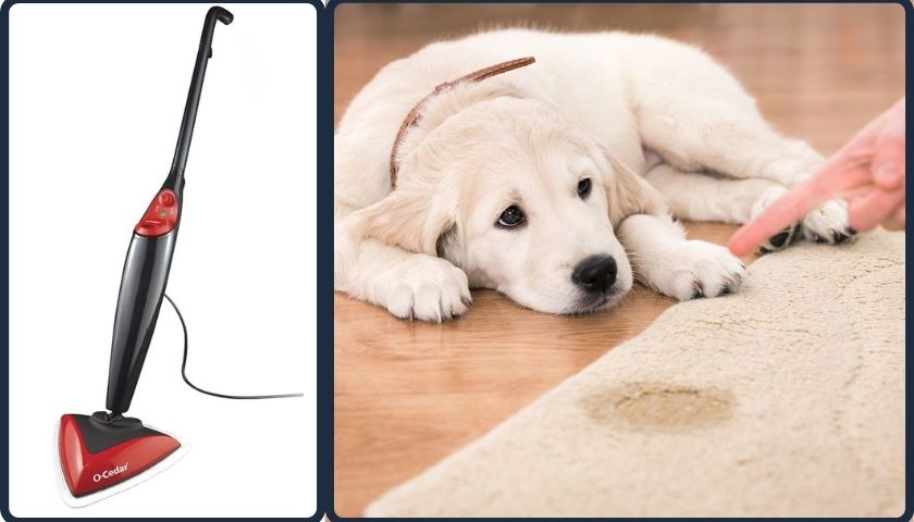 Are Steam Mops Good for Pet Urine