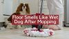 Floor Smells Like Wet Dog After Mopping | Why & How to Remove